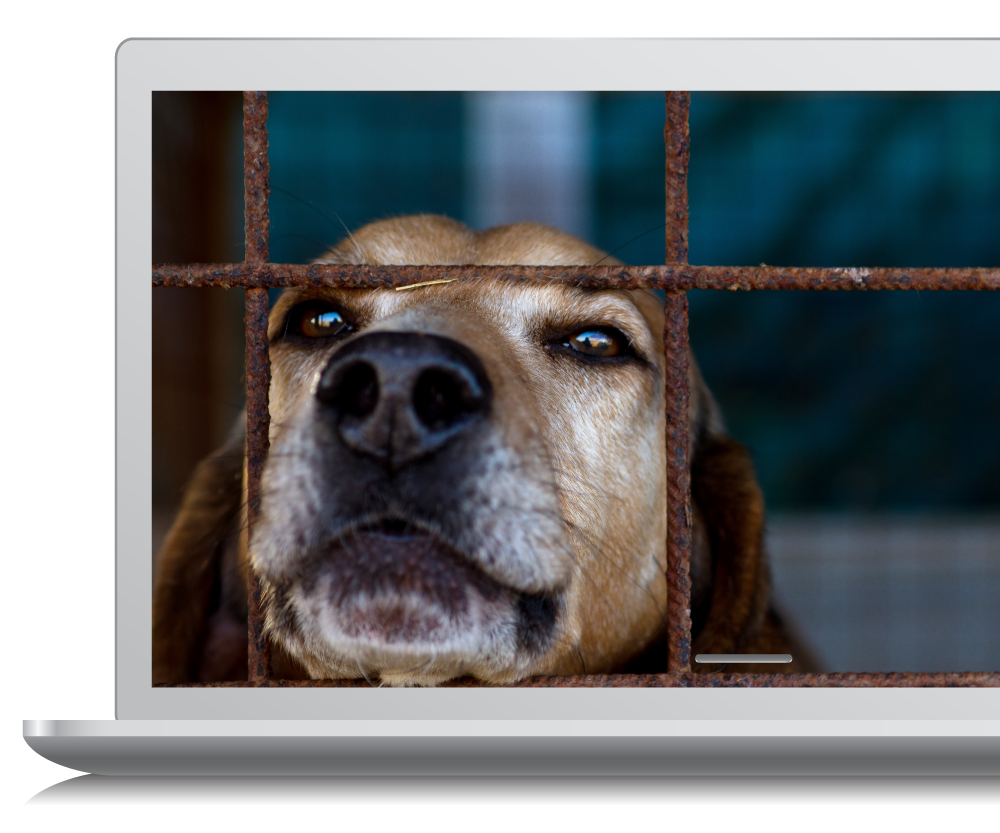 dog picture on laptop