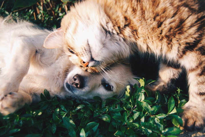 cat and dog snuggled up on the grass