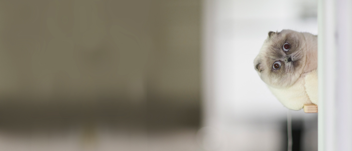 cat awkwardly looking around corner