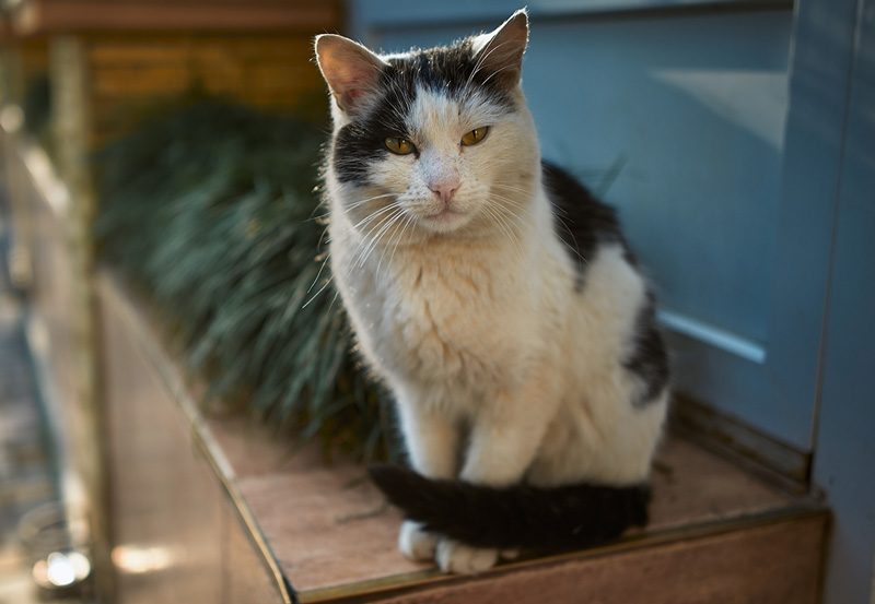 Coral Acres Homeless Cat