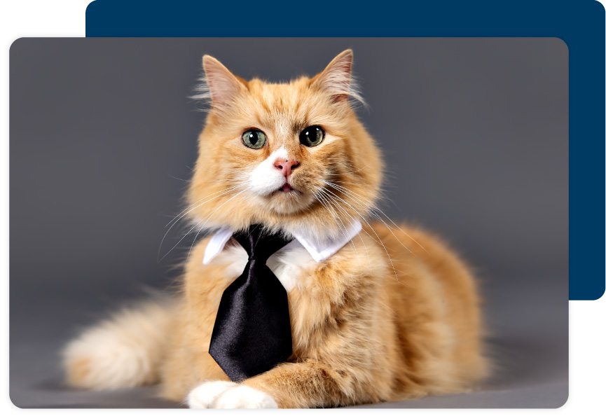 Cat in tie ready for gala