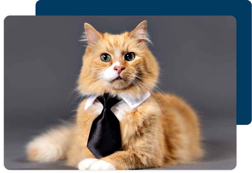 Cat Wearing a Tie. 