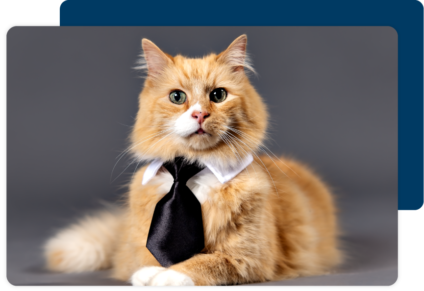 Cat Wearing a Tie. 