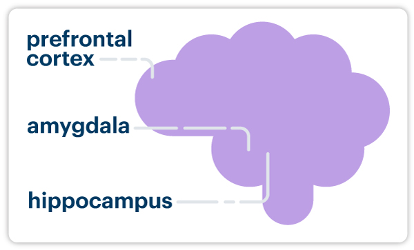 Diagram of the brain pointing to the prefrontal cortex, amygdala, hippocampus